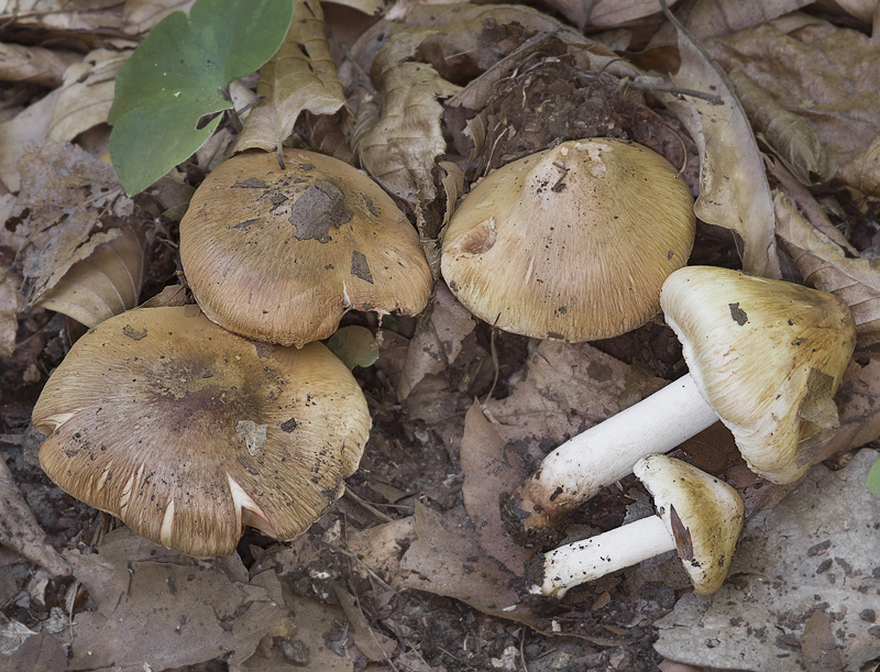 Inocybe fraudans